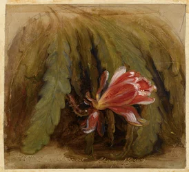 Cacto em flor, 1857
